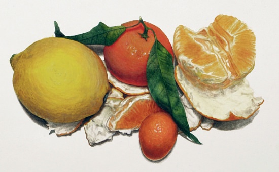 Illustration numérique ou traditionnelle penninghen